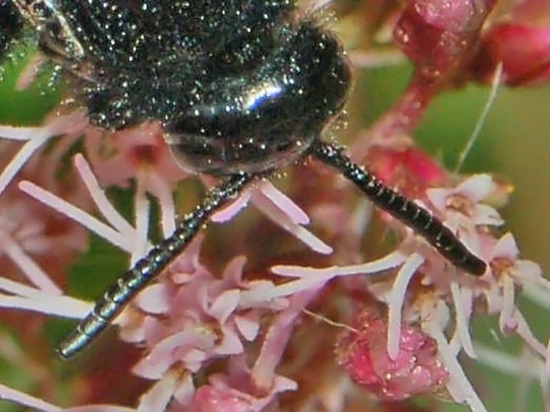 Scolia hirta